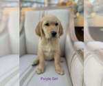 Puppy Purple Girl Golden Retriever