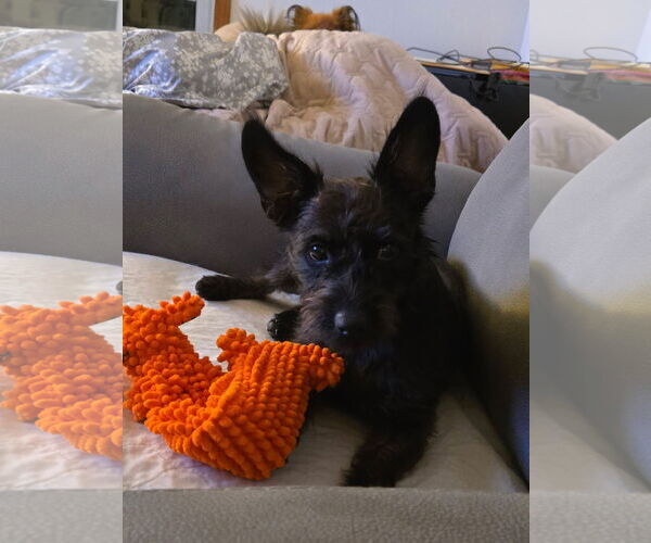 Medium Photo #1 Cairn Terrier-Unknown Mix Puppy For Sale in Lakemont, GA, USA