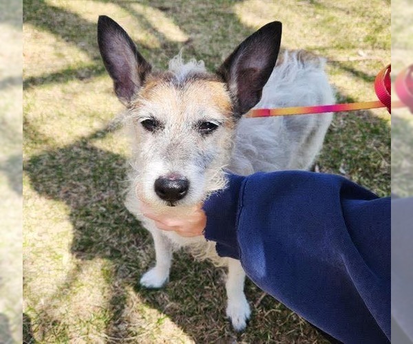 Medium Photo #3 Parson Russell Terrier-Unknown Mix Puppy For Sale in Farmington, MN, USA