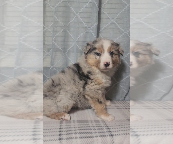Medium Photo #1 Australian Shepherd Puppy For Sale in INDIANAPOLIS, IN, USA