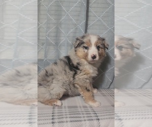 Australian Shepherd Puppy for sale in INDIANAPOLIS, IN, USA
