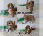 Image preview for Ad Listing. Nickname: Litter of 5