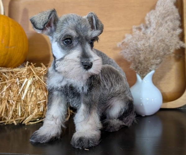 Medium Photo #8 Schnauzer (Miniature) Puppy For Sale in GOSHEN, IN, USA