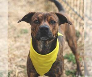 Plott Hound Dogs for adoption in San Antonio, TX, USA