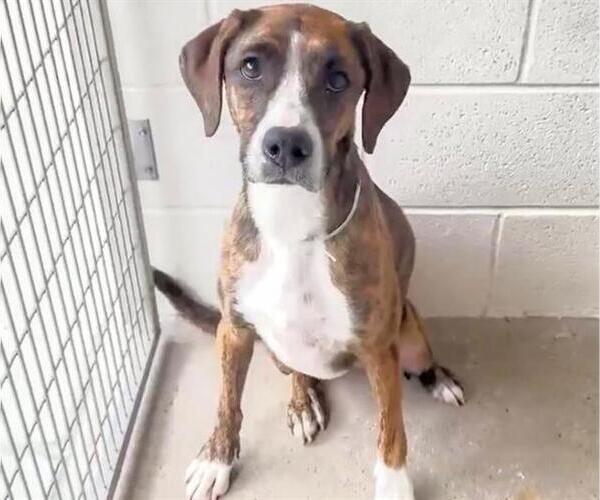 Medium Photo #2 Plott Hound-Unknown Mix Puppy For Sale in Houston, TX, USA