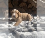 Small #9 Goldendoodle