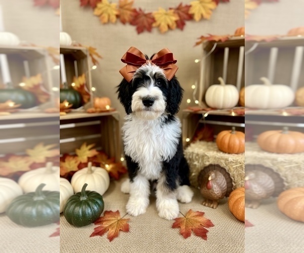 Medium Photo #2 Bernedoodle Puppy For Sale in MENIFEE, CA, USA