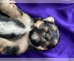 Small Photo #7 Yorkshire Terrier Puppy For Sale in P C BEACH, FL, USA