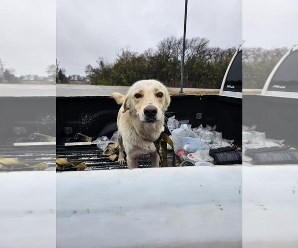 Medium Photo #1 Labrador Retriever-Unknown Mix Puppy For Sale in Rockwall, TX, USA