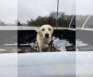 Labrador Retriever-Unknown Mix Dogs for adoption in Rockwall, TX, USA