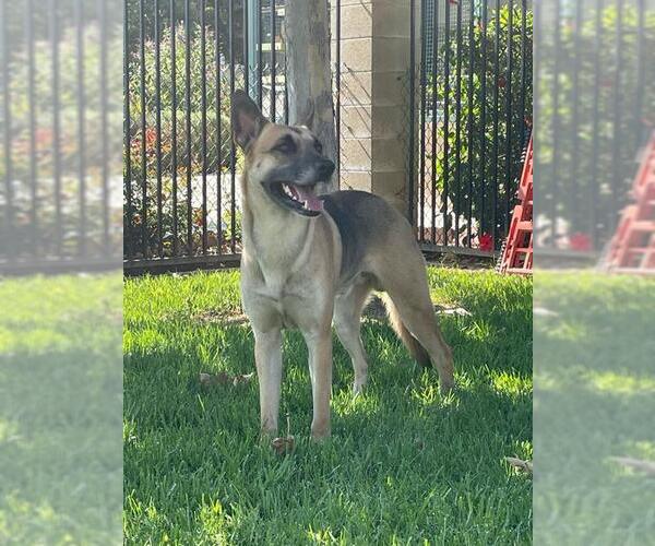 Medium Photo #1 German Shepherd Dog Puppy For Sale in Riverside, CA, USA