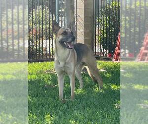 German Shepherd Dog Dogs for adoption in Riverside, CA, USA
