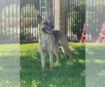 Small German Shepherd Dog