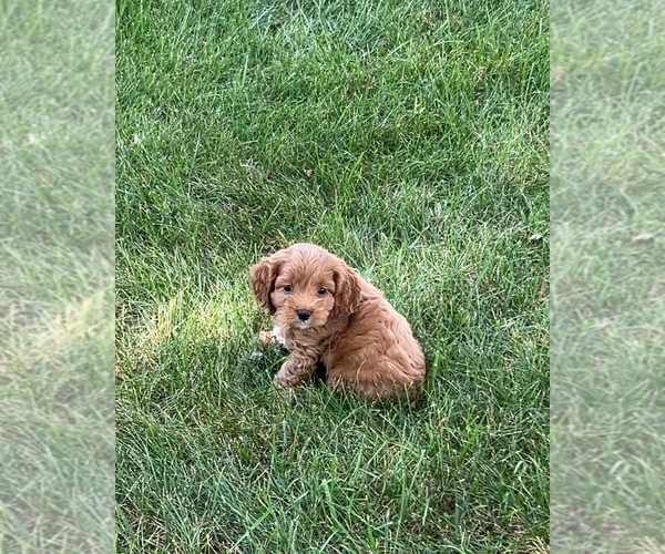 Medium Photo #2 Cockapoo Puppy For Sale in NILES, MI, USA