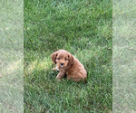 Small #1 Cockapoo