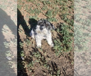 Mother of the Schnauzer (Miniature) puppies born on 04/27/2025
