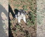 Small Photo #1 Schnauzer (Miniature) Puppy For Sale in COLORADO SPRINGS, CO, USA