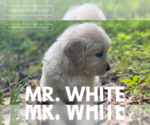 Small #1 English Cream Golden Retriever