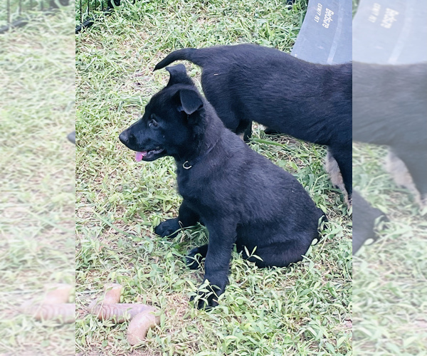 Medium Photo #49 German Shepherd Dog Puppy For Sale in WEST POINT, VA, USA