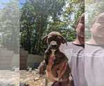 Small Photo #3 Mountain Cur Puppy For Sale in SPENCER, TN, USA