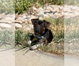 Symon - Male Chiweenie Dog for Adoption - Photo #6