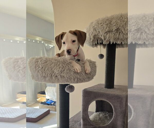 Medium Photo #7 Mutt Puppy For Sale in Spotsylvania, VA, USA