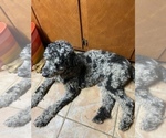 Small Photo #1 Poodle (Standard) Puppy For Sale in DOOLIE, NC, USA