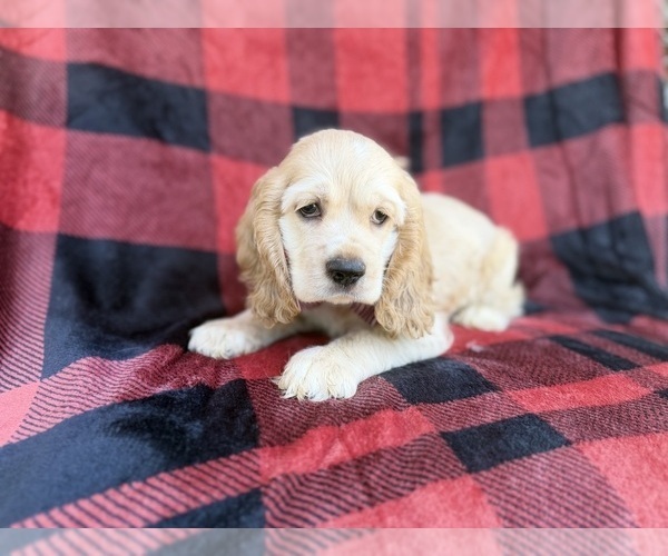 Medium Photo #10 Cocker Spaniel Puppy For Sale in LAKELAND, FL, USA