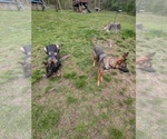Small #15 German Shepherd Dog