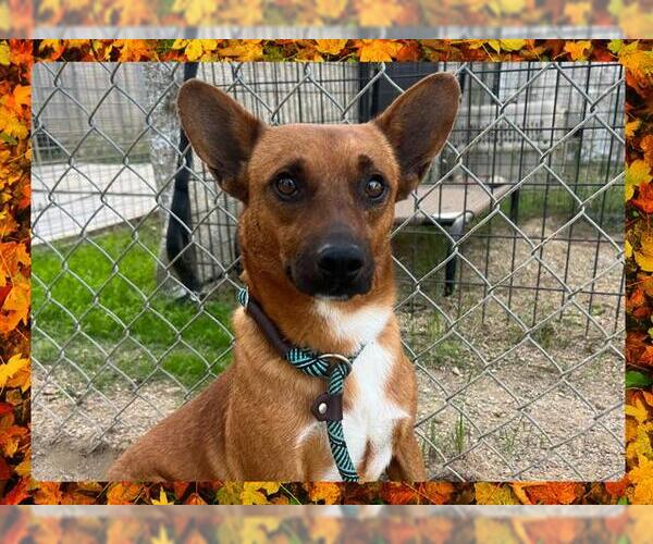 Medium Photo #2 Chihuahua Puppy For Sale in Ojai, CA, USA