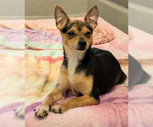 Medium Photo #1 Chihuahua Puppy For Sale in San Martin, CA, USA