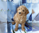 Small Photo #4 Goldendoodle (Miniature) Puppy For Sale in MILWAUKEE, WI, USA