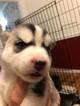 Small Photo #1 Siberian Husky Puppy For Sale in MOORE, SC, USA