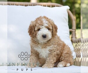 Bernedoodle (Miniature) Puppy for sale in NARVON, PA, USA