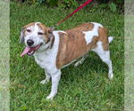 Small #4 Beagle Mix