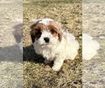 Small #1 Cavapoo (Miniature)