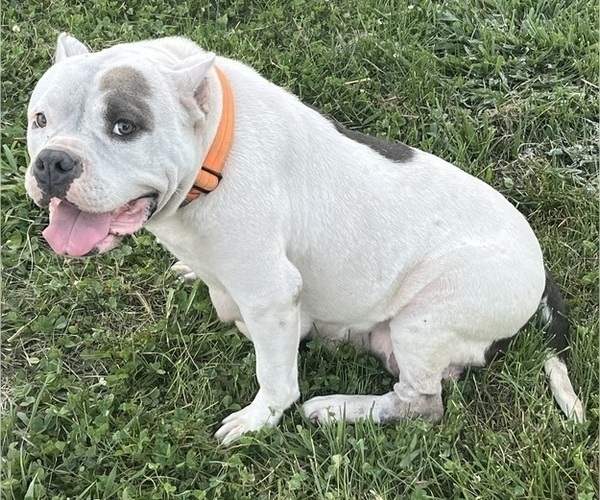 Medium Photo #1 American Bully Puppy For Sale in GREENWOOD, IN, USA