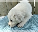 Small Photo #19 Great Pyrenees Puppy For Sale in JERSEYVILLE, IL, USA