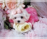 Small #2 Maltese