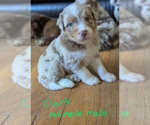 Aussiedoodle Puppy for sale in PAMPLIN, VA, USA