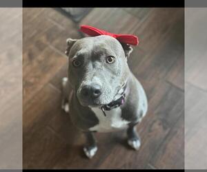 American Pit Bull Terrier Dogs for adoption in Hayward, CA, USA