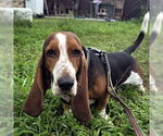 Small Basset Hound