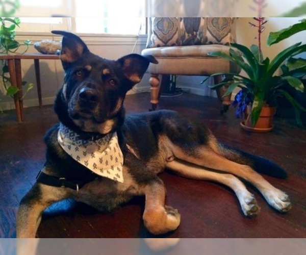 Medium Photo #1 Shepradors Puppy For Sale in BERRY HILL, TN, USA