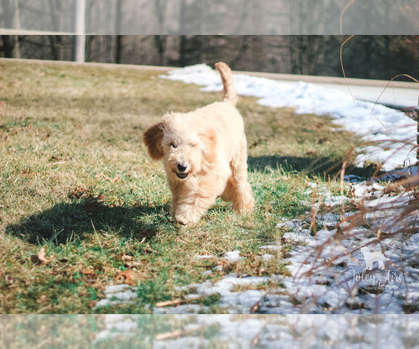 Medium Photo #30 Goldendoodle Puppy For Sale in CARLOCK, IL, USA