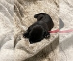 Small Photo #3 Great Dane Puppy For Sale in BELLEVUE, WA, USA