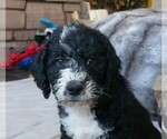 Puppy Zed Labradoodle