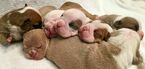 Small Photo #2 Olde English Bulldogge Puppy For Sale in DURHAM, NC, USA