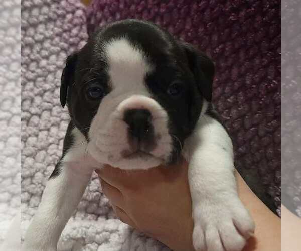Medium Photo #6 Olde English Bulldogge Puppy For Sale in ATHOL, ID, USA