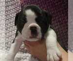 Small #5 Olde English Bulldogge
