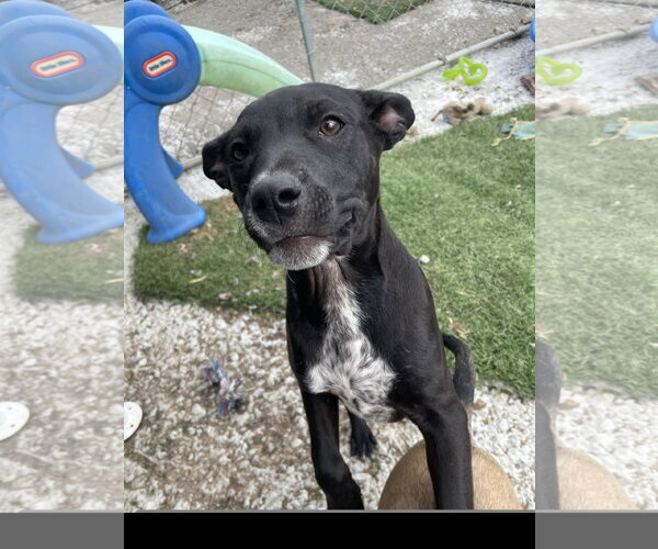 Medium Photo #1 Staffordshire Bull Terrier-Unknown Mix Puppy For Sale in Tracy City, TN, USA